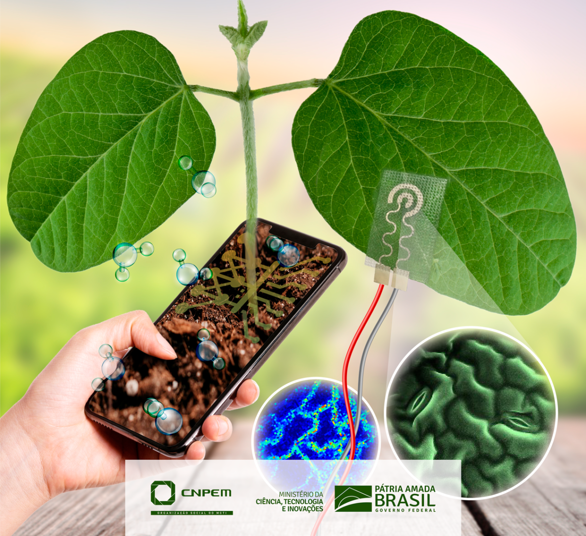 Wearable sensor deepens monitoring conditions of soybean and sugarcane ...